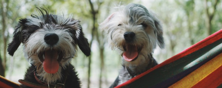狗狗什么时候打狂犬疫苗 狗狗打狂犬疫苗