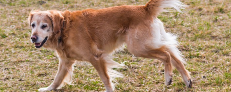 金毛幼犬怎么喂养 金毛幼犬怎么喂养好