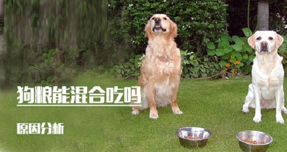 狗粮能混合吃吗