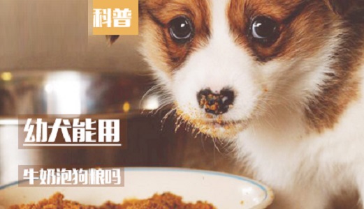 幼犬能用牛奶泡狗粮吗