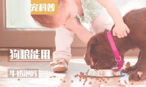 狗粮能用牛奶泡吗