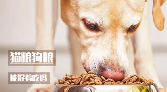 猫粮狗粮能混着吃吗