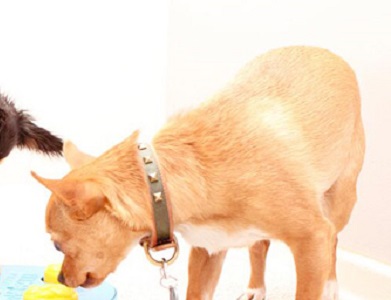 吉娃娃幼犬怎么喂狗粮