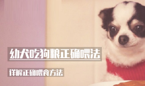 幼犬吃狗粮正确喂法