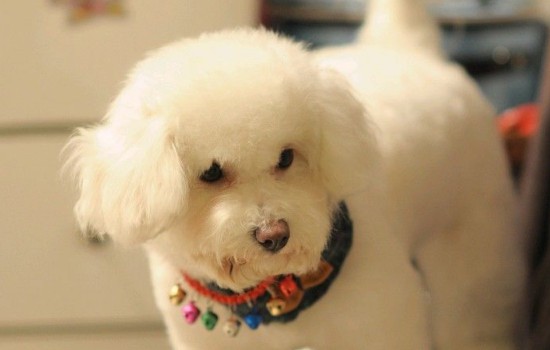 三个月的泰迪吃多少狗粮 三个月的泰迪吃多少狗粮合适