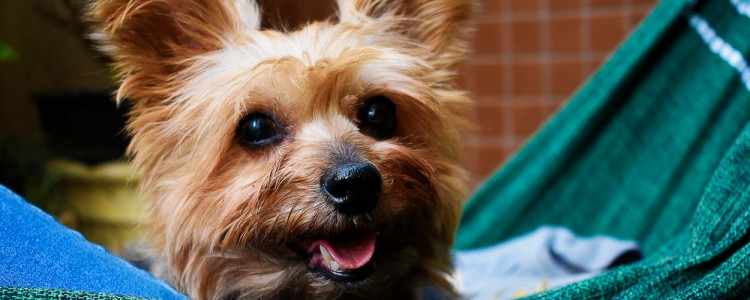 犬用益生菌什么牌子好 犬用益生菌什么牌子最好