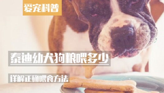 泰迪幼犬狗粮喂多少