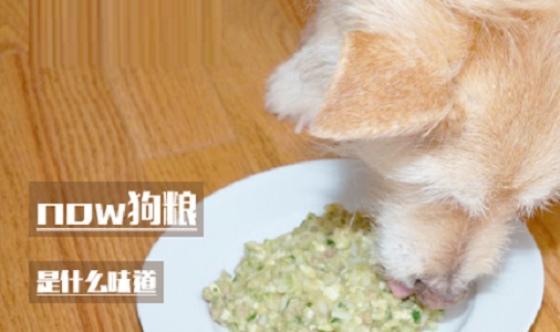 now狗粮是什么味道