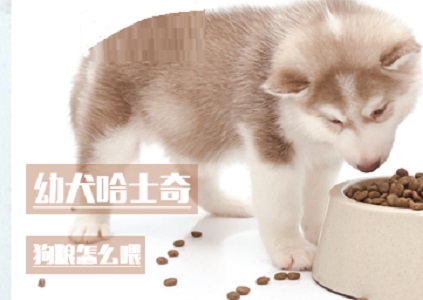 幼犬哈士奇狗粮怎么喂