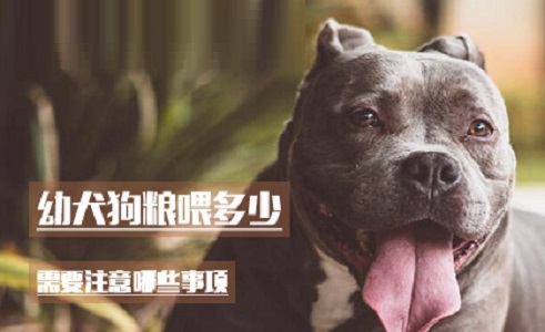幼犬狗粮喂多少