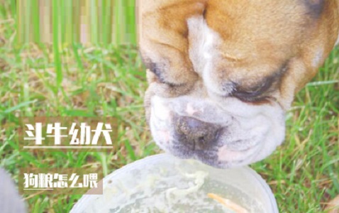 斗牛幼犬狗粮怎么喂