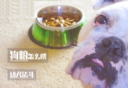 狗粮怎么喂幼犬法斗