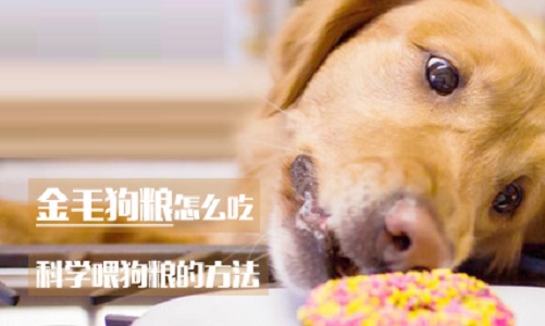 金毛狗粮怎么吃