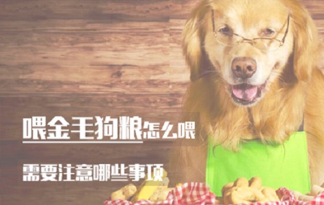 喂金毛狗粮怎么喂