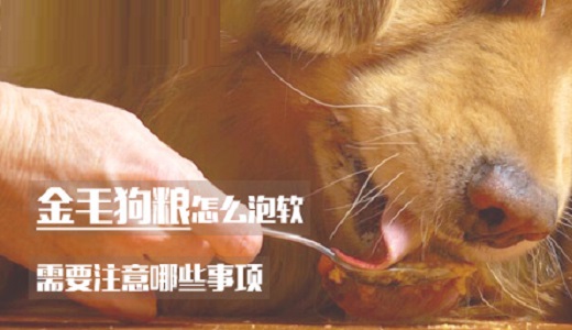 金毛狗粮怎么泡软