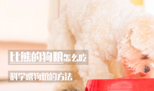 比熊的狗粮怎么吃