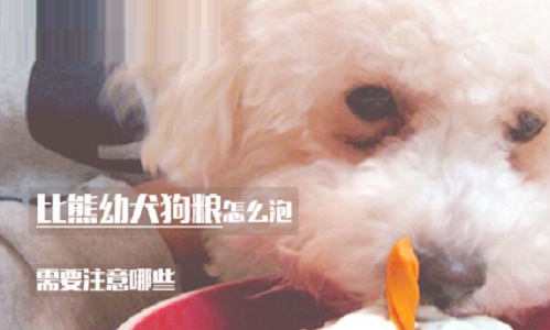 比熊幼犬狗粮怎么泡