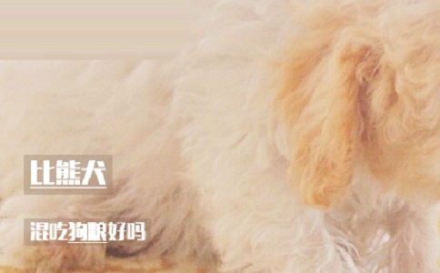 比熊犬混吃狗粮好吗