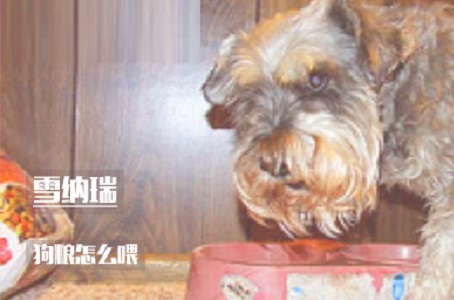 雪纳瑞狗粮怎么喂