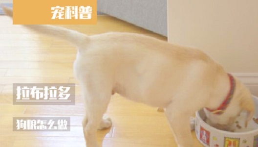 拉布拉多狗粮怎么做
