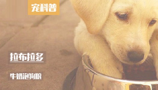 拉布拉多牛奶泡狗粮