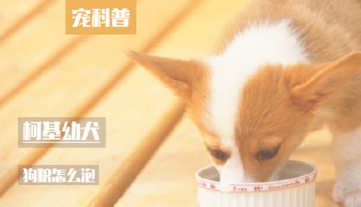 柯基幼犬狗粮怎么泡
