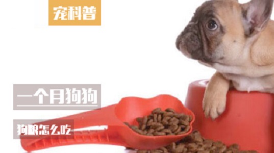 一个月狗狗狗粮怎么吃