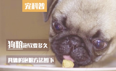 狗粮泡软要多久