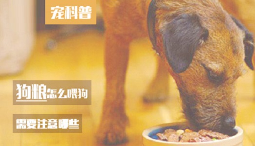 狗粮怎么喂狗