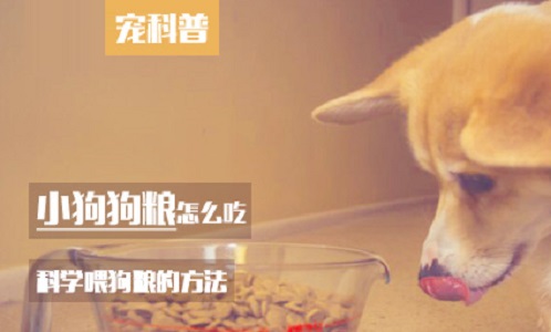 小狗狗粮怎么吃