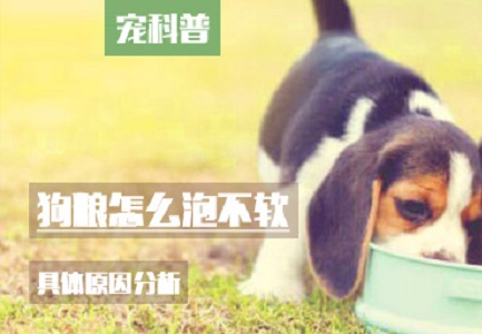 狗粮怎么泡不软