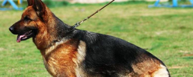 黑背和德牧的区别