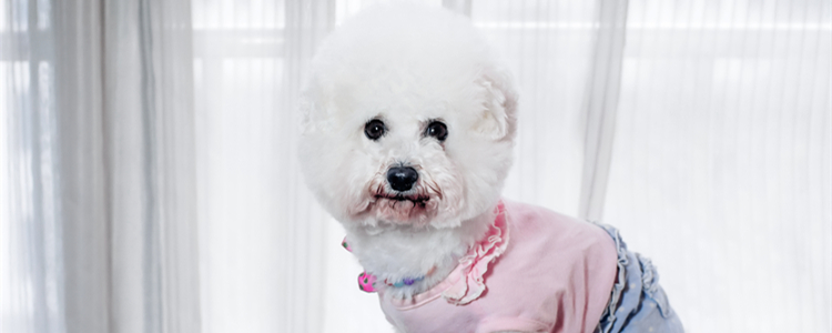 比熊犬和泰迪的区别