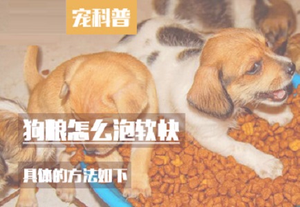 狗粮怎么泡软快