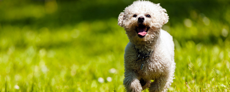 比熊犬怎么训练