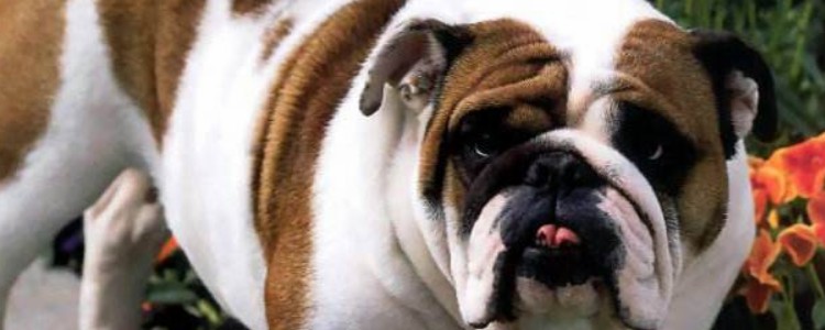 恶霸犬为啥禁养