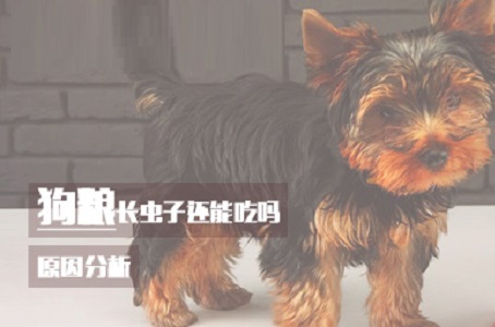 狗粮长虫子还能吃吗