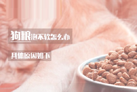 狗粮泡不软怎么办