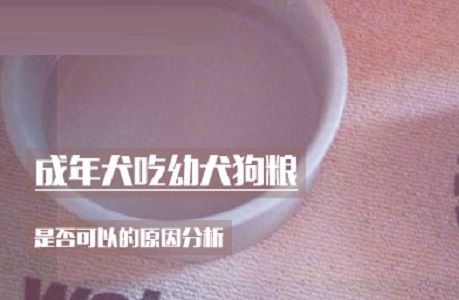 成年犬吃幼犬狗粮