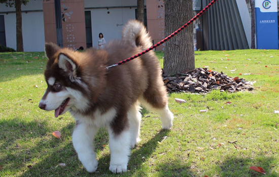 济宁禁养什么犬 济宁禁养狗