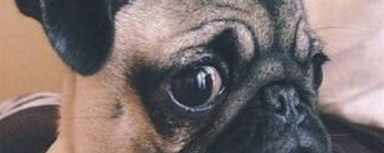 八哥报复主人的表现