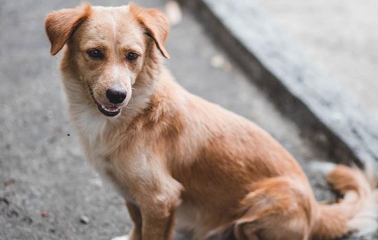 广州为什么禁养中华田园犬