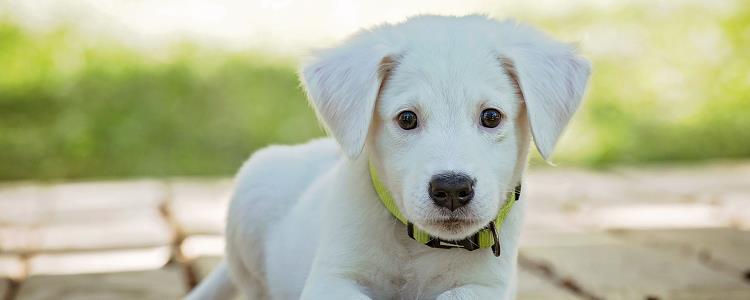 广州为什么禁养中华田园犬