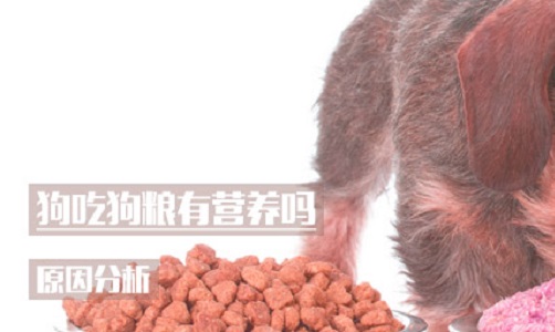 狗吃狗粮有营养吗