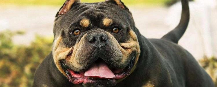 美国恶霸咬人么