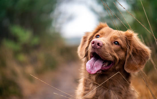 秦皇岛禁养犬种 秦皇岛禁养什么狗