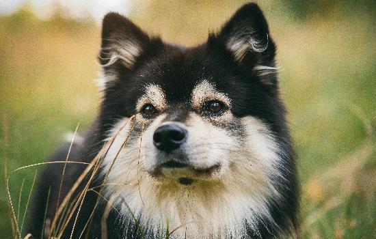 土狼狗特征