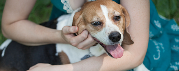 比特犬智商相当于几岁