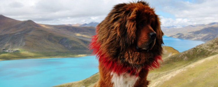 上海禁养犬种目录