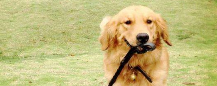 金毛有没有黑色的